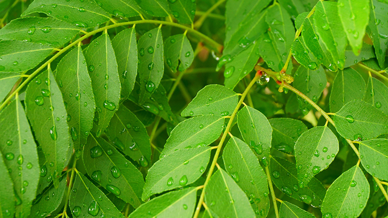 how to grow curry tree 2