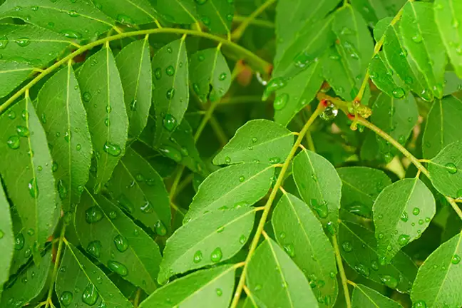 how to grow curry tree 2