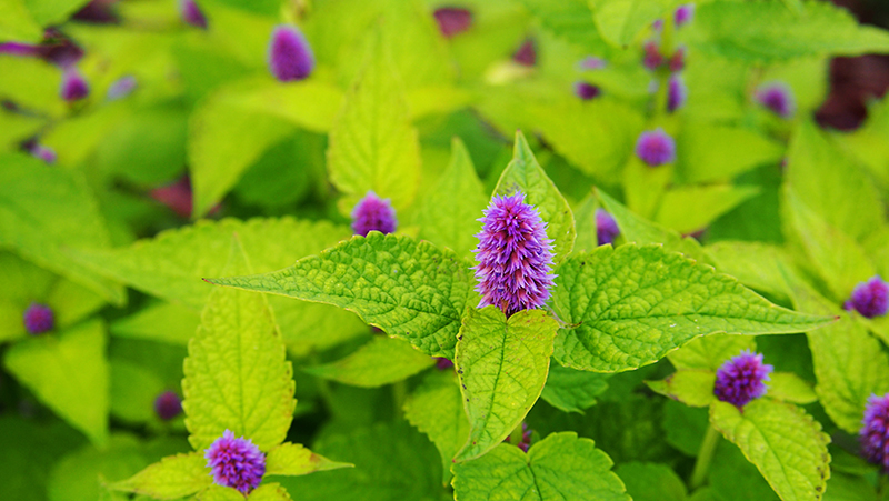 how to grow hyssop 2