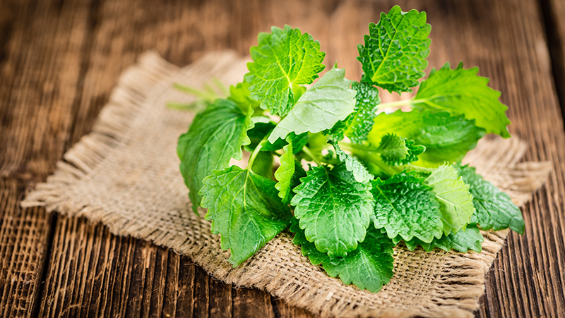 how to grow lemon balm 2