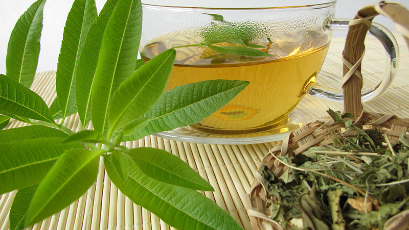 how to grow lemon verbena 2