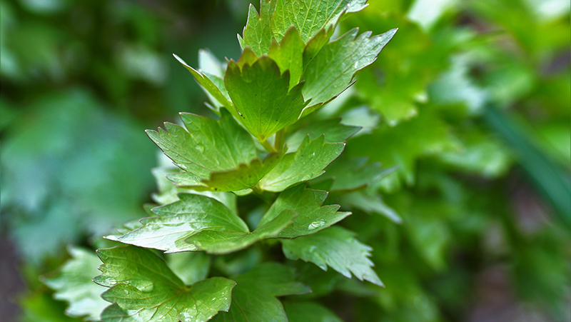 how to grow lovage 2