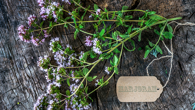 how to grow marjoram 2