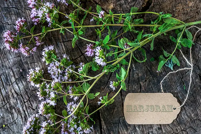 how to grow marjoram 2