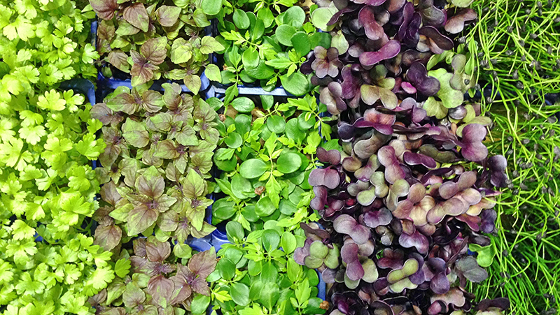how to grow microgreen 2