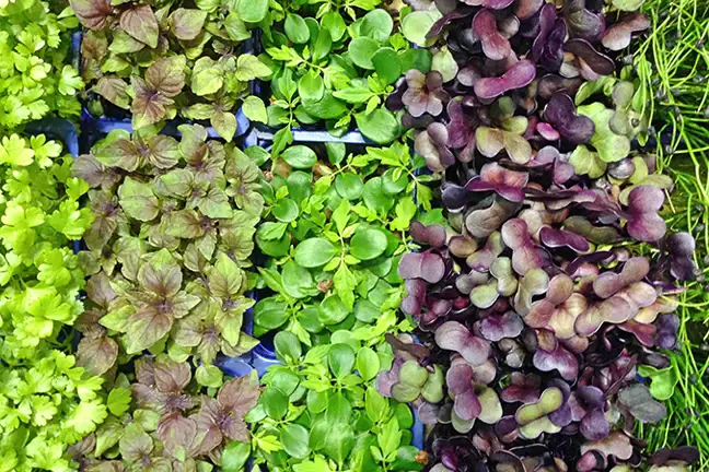 how to grow microgreen 2