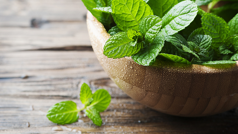 how to grow mint 2