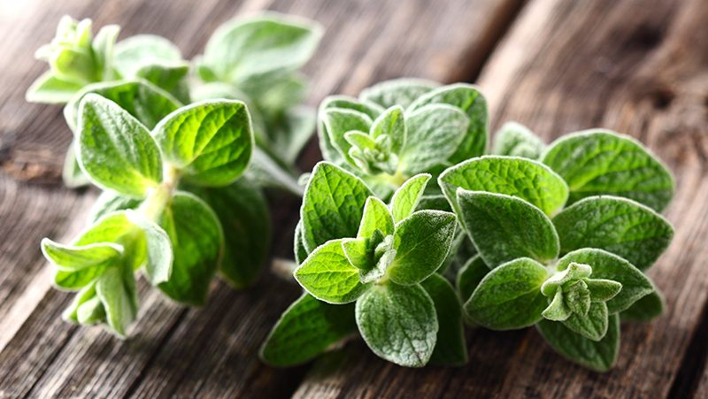 how to grow oregano 3
