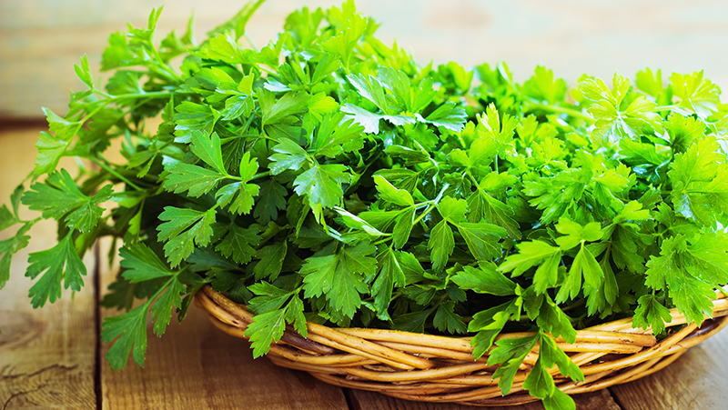 how to grow parsley 3