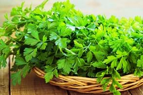 how to grow parsley 3