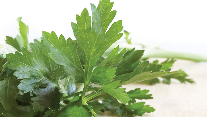 how to grow parsley 2