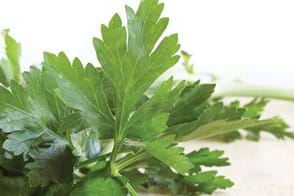 how to grow parsley 2