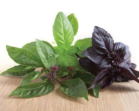 How to Grow Basil