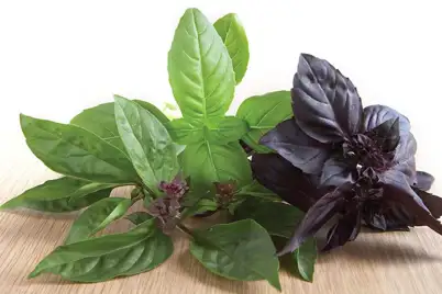 Basil