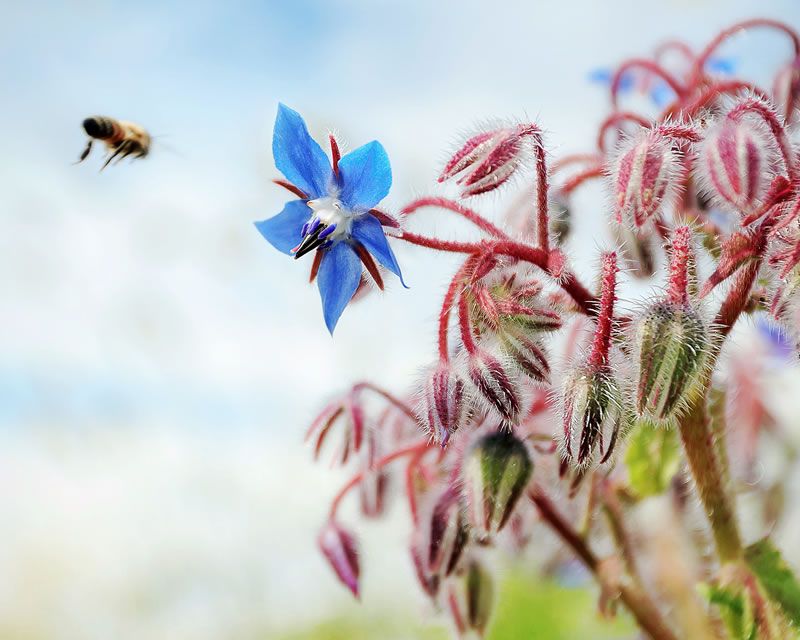 Herb Borage 300 seeds Top 10 herb for attracting bees