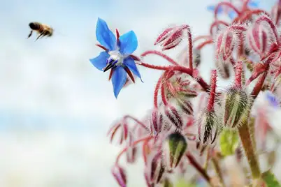 Borage