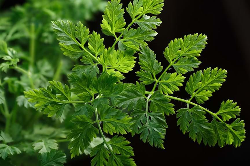 How to Grow Chervil