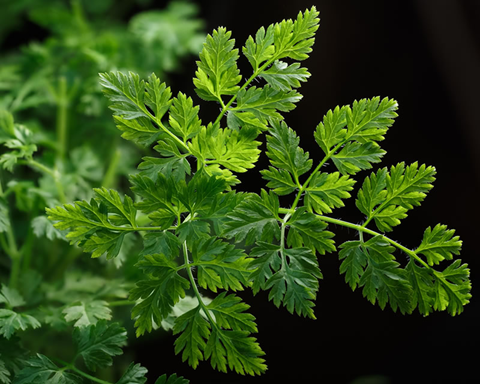 How to Grow Chervil