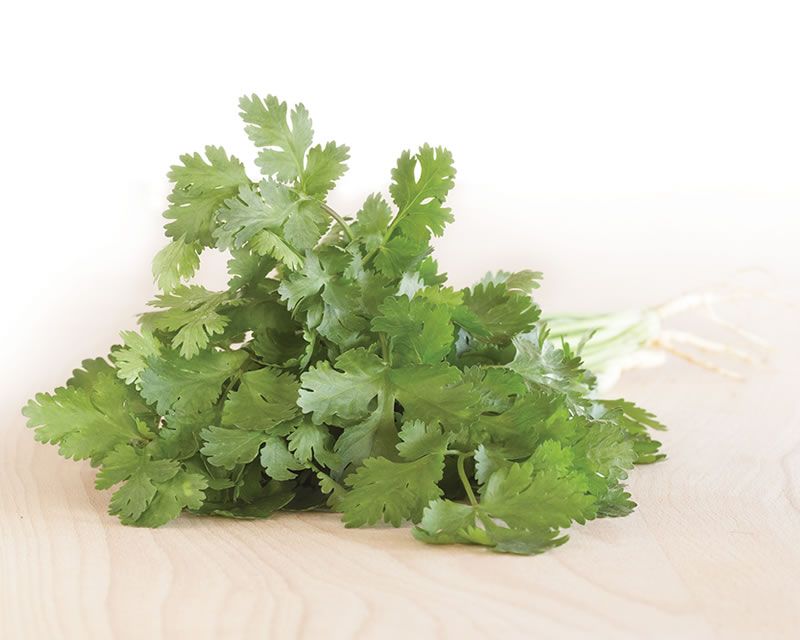 Coriander