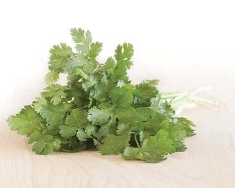 How to Grow Coriander