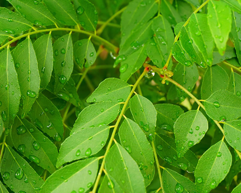 How to Grow Curry Tree