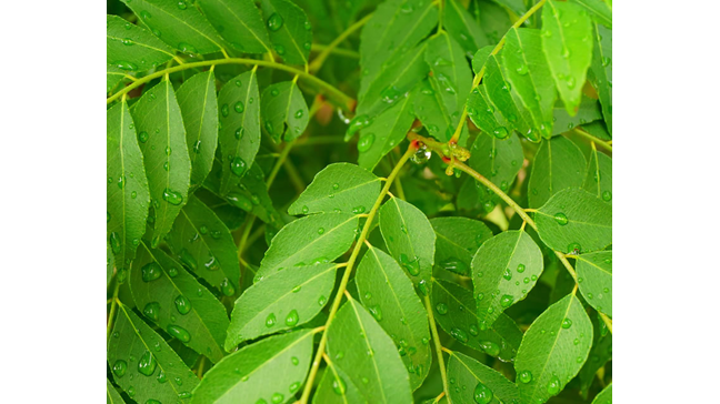 How to Grow Curry Tree