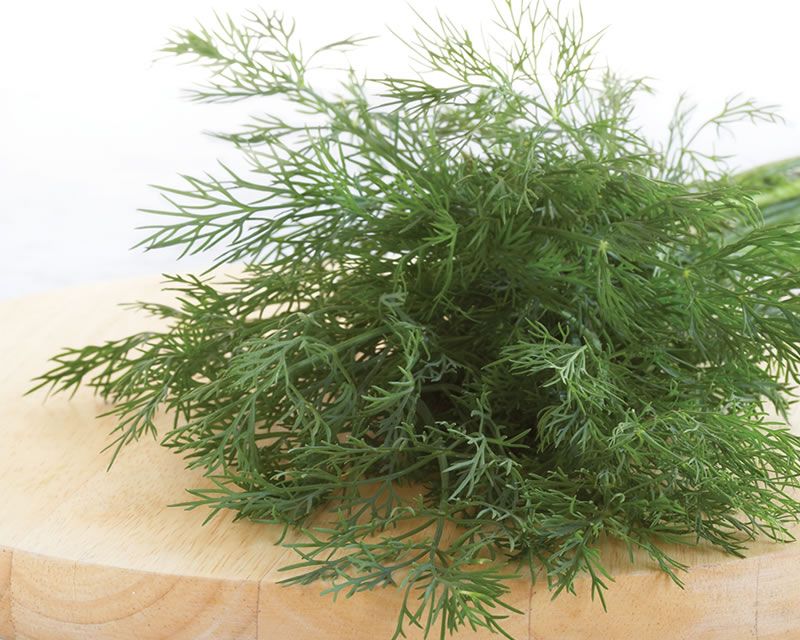 Dill