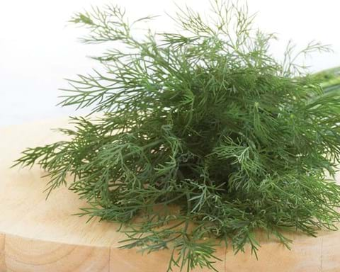 How to Grow Dill