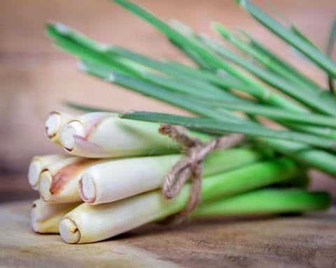 How to Grow Lemongrass