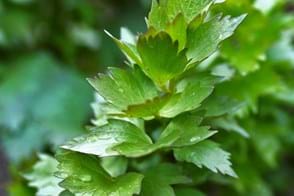 How to Grow Lovage