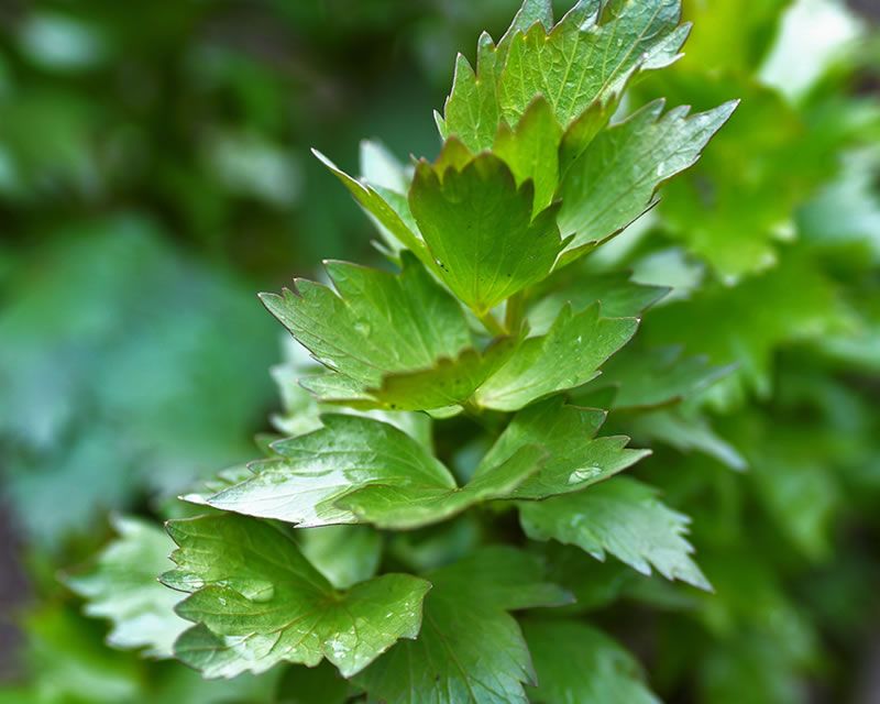 Lovage