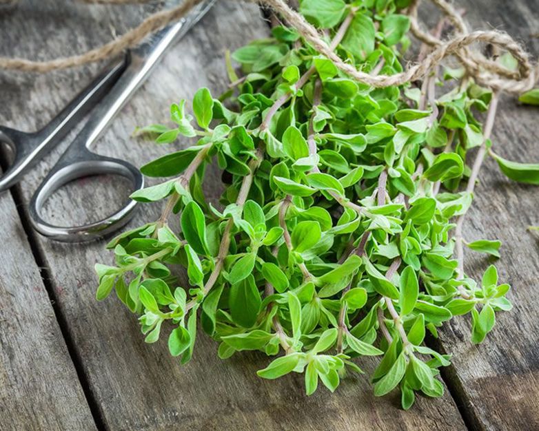 How to grow Marjoram