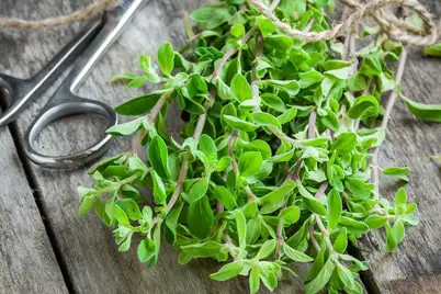 Marjoram