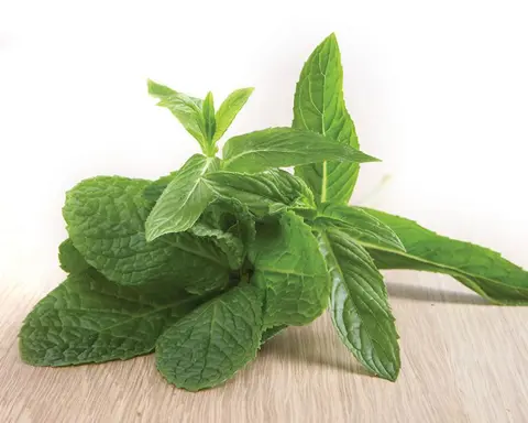 How to Grow Mint
