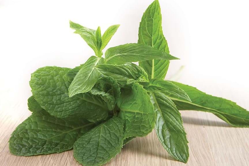 How to Grow Mint