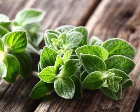 How to Grow Oregano