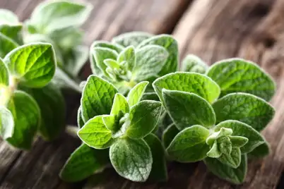 Oregano