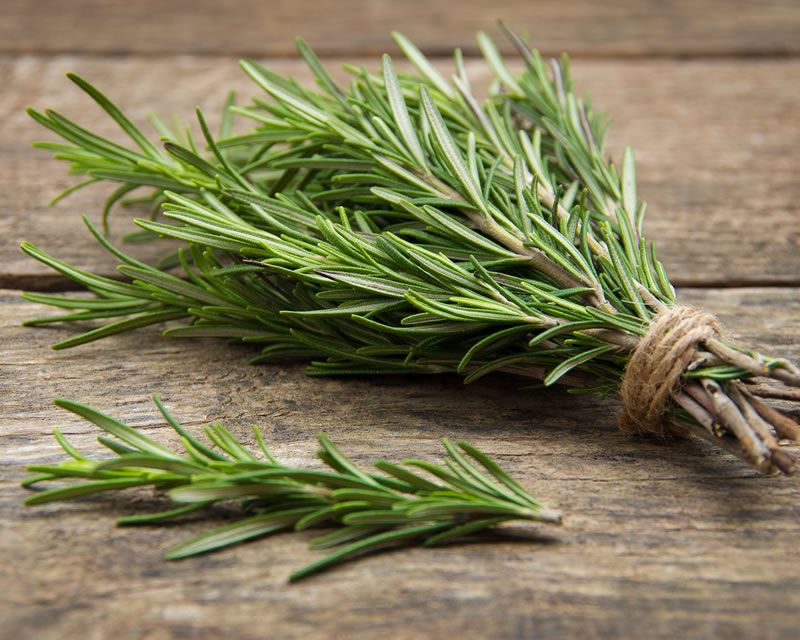 How To Grow Rosemary,Chameleon Care