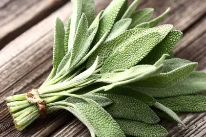 Sage