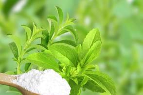 How to Grow Stevia