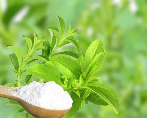 How to Grow Stevia