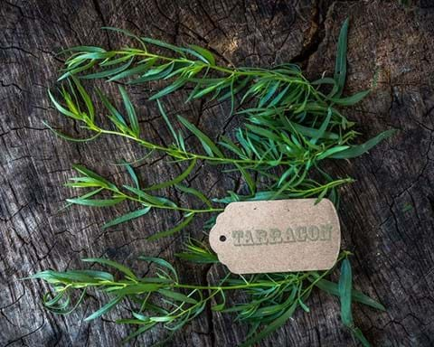 How to Grow Tarragon