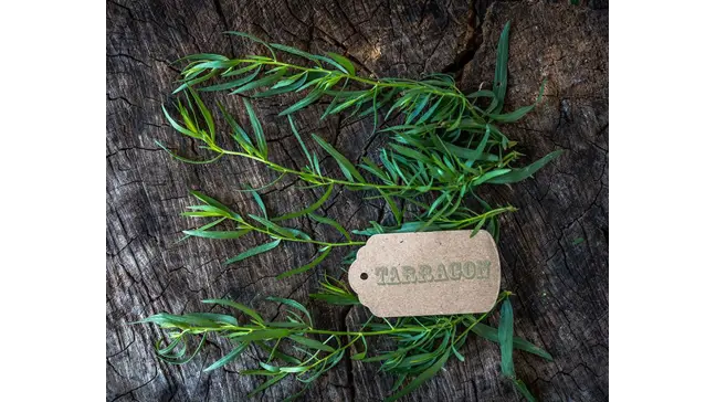 How to Grow Tarragon