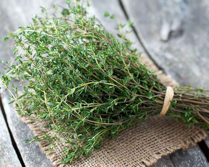 growing thyme growing thyme