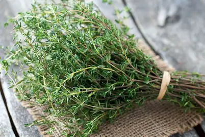 Thyme
