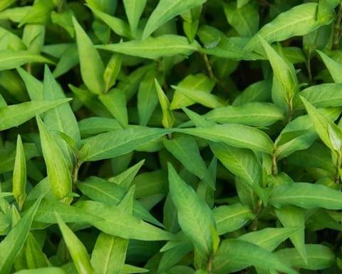 How to Grow Vietnamese Mint