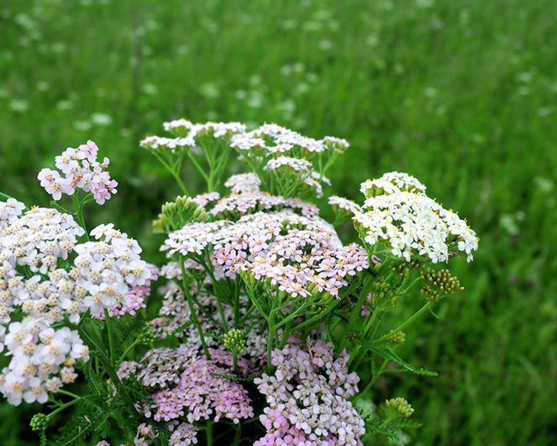 How to grow Yarrow