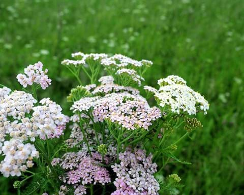 How to Grow Yarrow