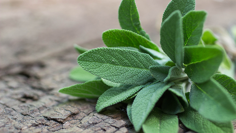 how to grow sage 3