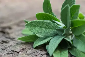 how to grow sage 3